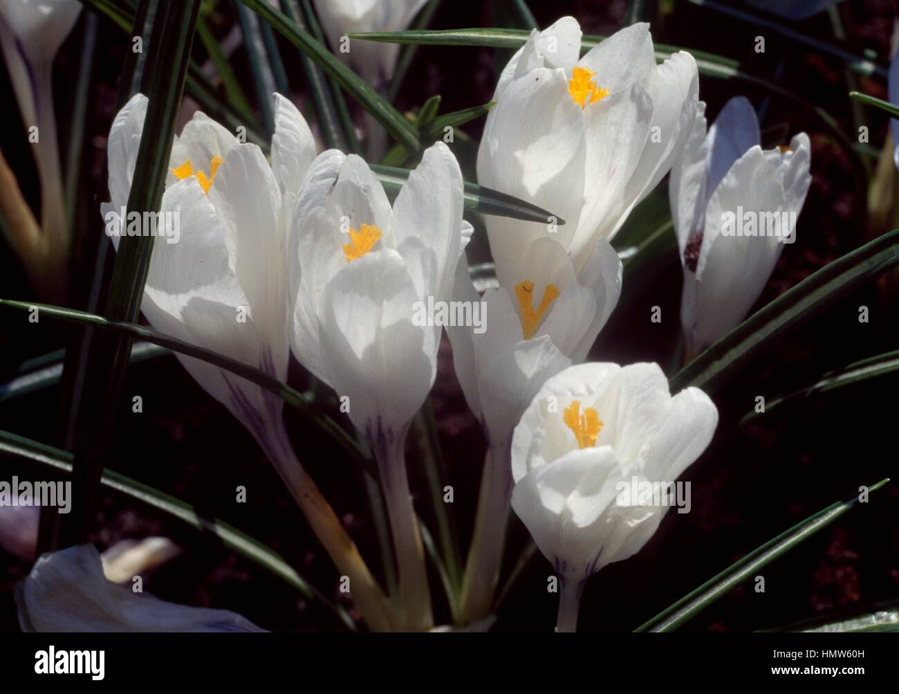 Spring Crocus (Crocus vernus Jeanne D'Arc), Iridaceae. Stock Photo