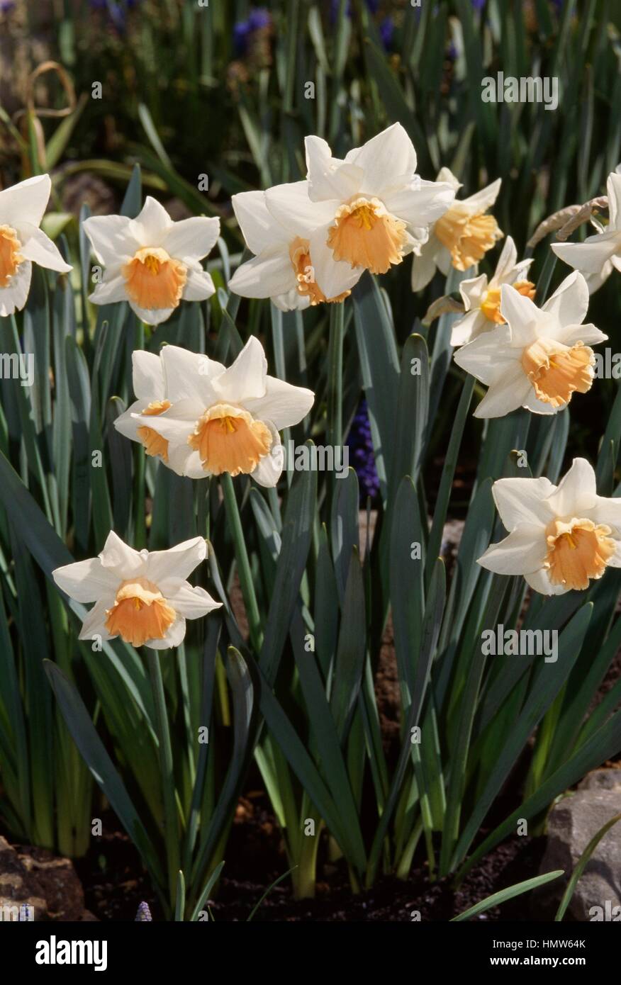 Narcissus or daffodil (Narcissus Accent), Amaryllidaceae. Stock Photo
