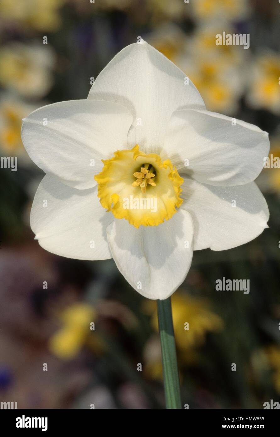 Narcissus or daffodil (Narcissus Eminent), Amaryllidaceae. Stock Photo