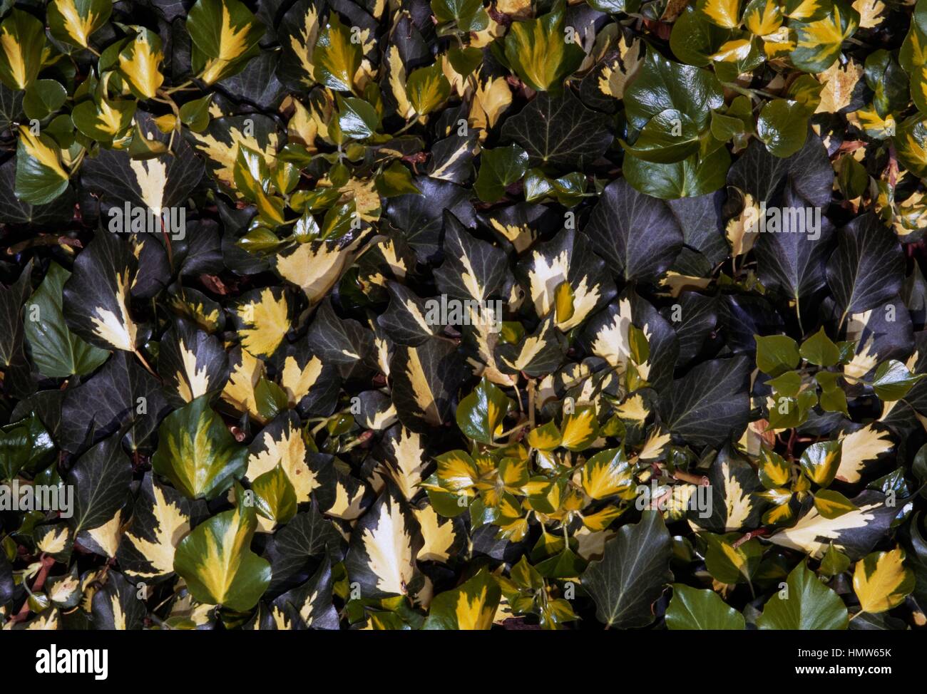 Atlantic Ivy (Hedera hibernica aureomarginata), Araliaceae. Stock Photo