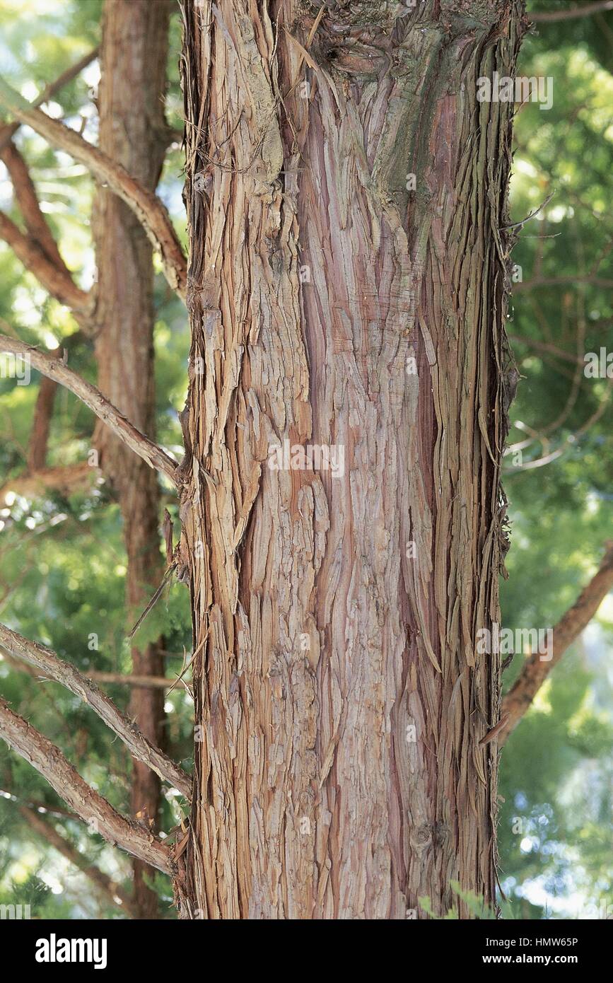 Botany - Trees - Cupressaceae. Golden hinoki false cypress (Chamaecyparis obtusa 'Aurea'). Trunk Stock Photo