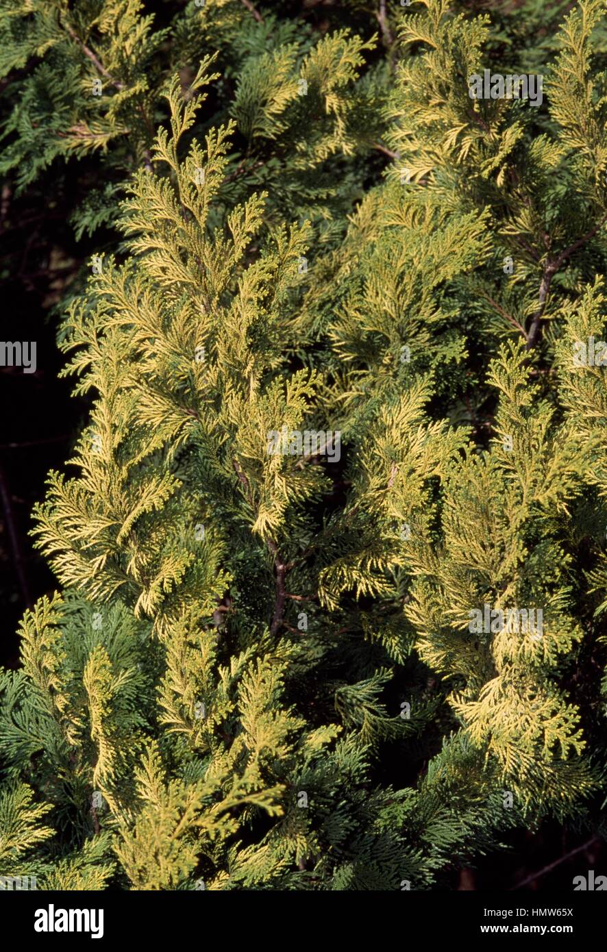 Japanese cypress or Hinoki cypress leaves (Chamaecyparis obtusa Aurea), Cupressaceae. Stock Photo