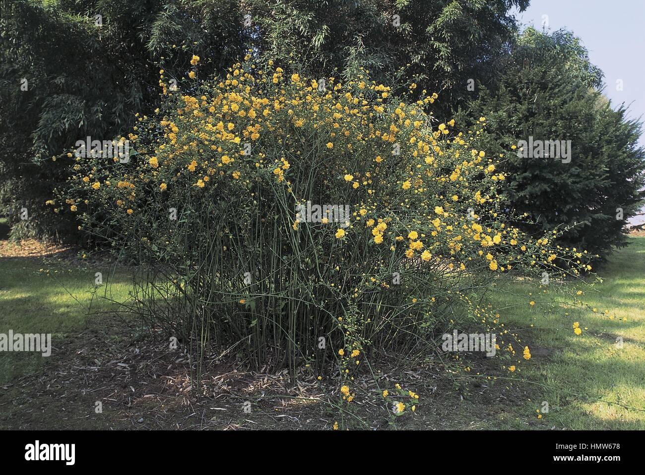 Botany - Rosaceae. Japanese rose (Kerria japonica Stock Photo - Alamy