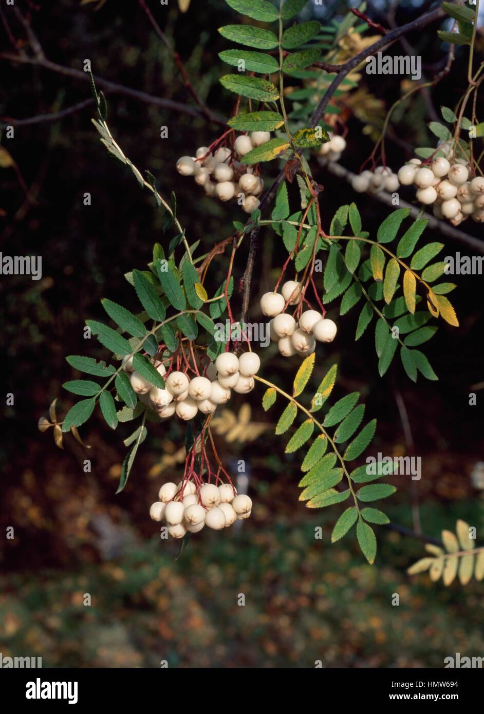 Rowan leaves and fruit (Sorbus cashmiriana), Rosaceae. Stock Photo