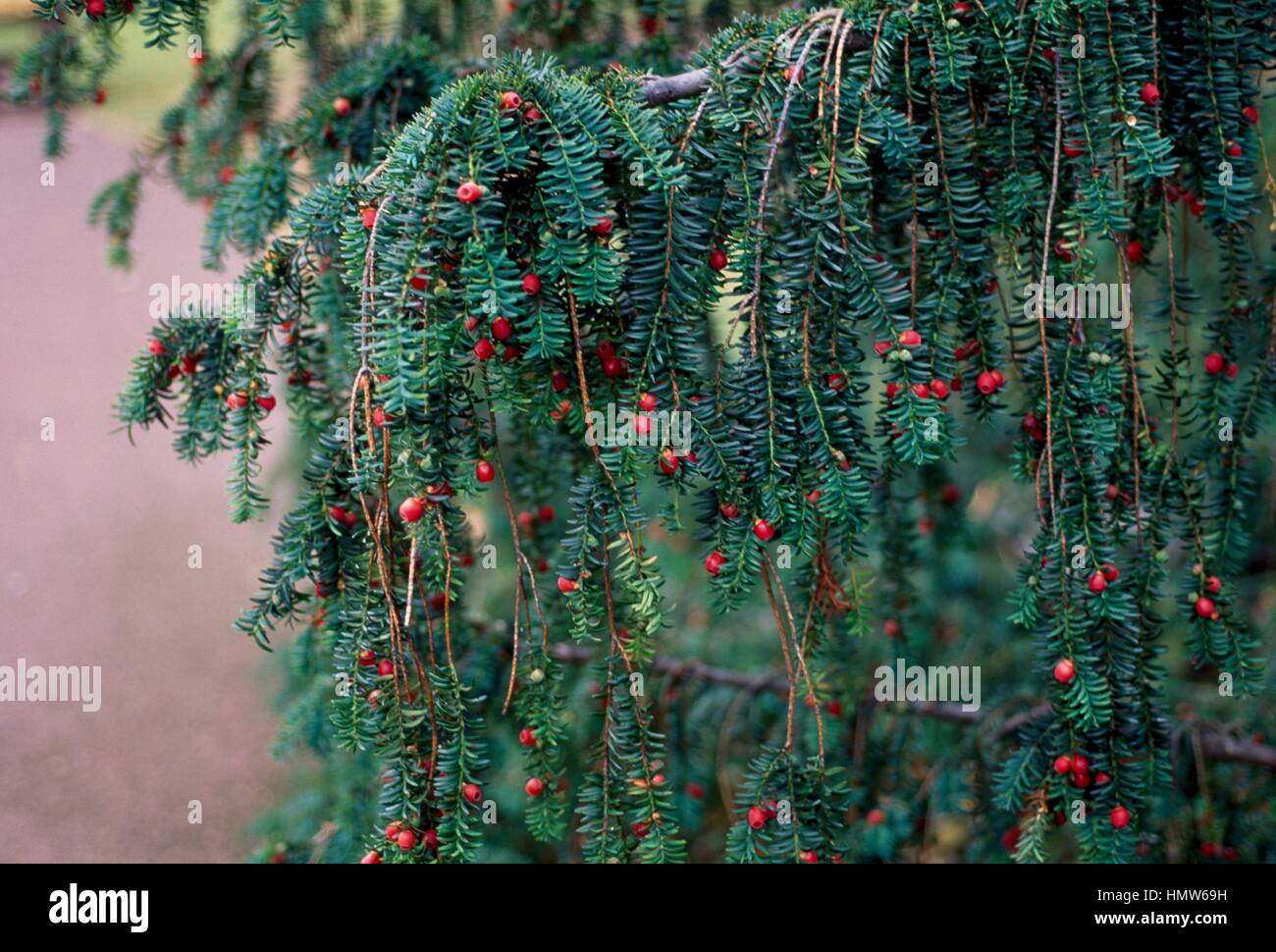 Yew leaves and arils (Taxus baccata Dovastoniana), Tassaceae. Stock Photo