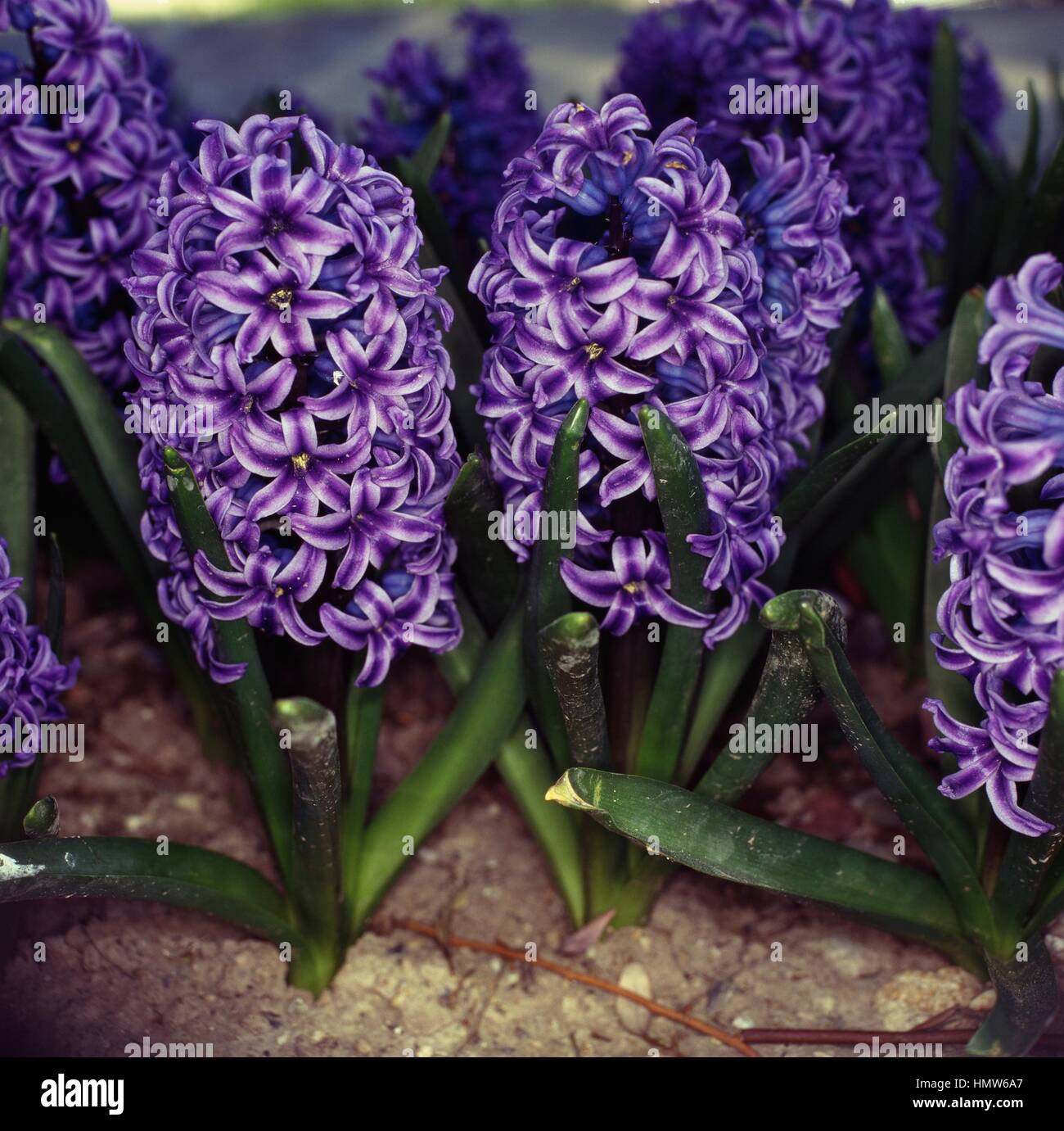 Hyacinth (Hyacinthus orientalis Lord Balfour), Hyacinthaceae. Stock Photo