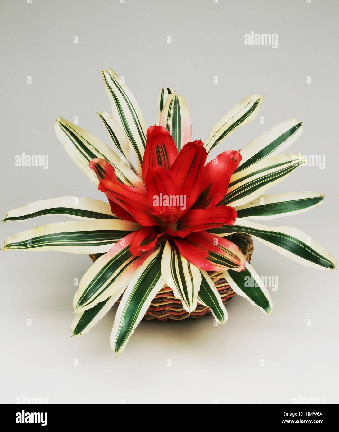 Blushing Bromeliad (Neoregelia carolinae Tricolor Perfecta