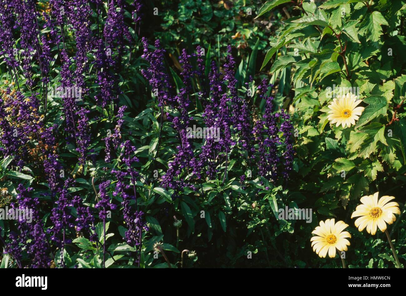 Mealycup sage in bloom (Salvia farinacea Victoria Blue), Lamiaceae. Stock Photo