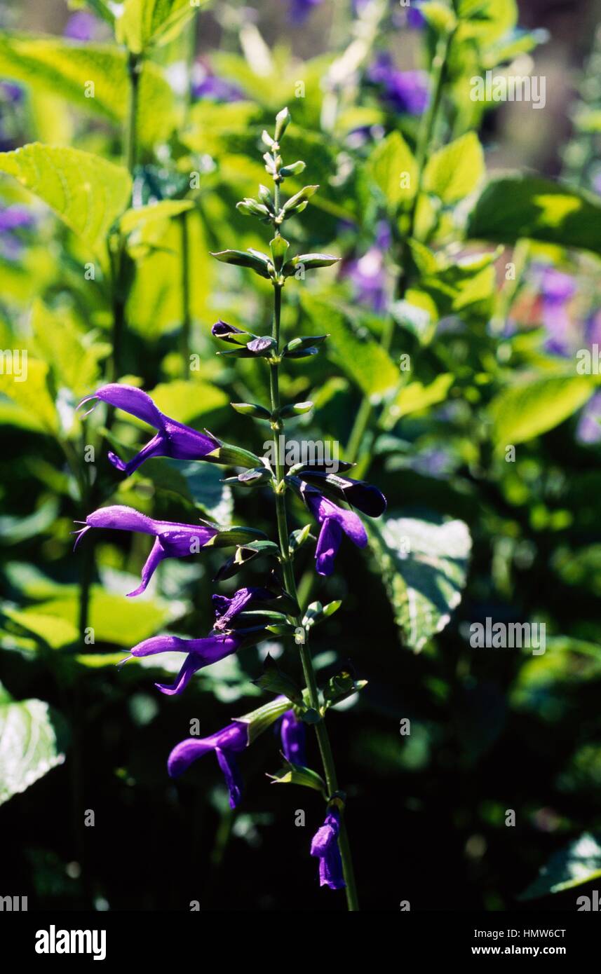Anise-scented sage or Hummingbird sage in bloom (Salvia guaranitica), Lamiaceae. Stock Photo