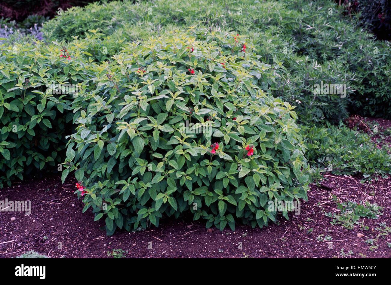 Baby sage, Graham's sage or Blackcurrant sage (Salvia microphylla), Lamiaceae. Stock Photo