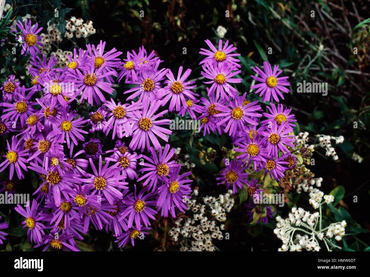 European Michaelmas Daisy (Aster amellus King George), Asteraceae. Stock Photo