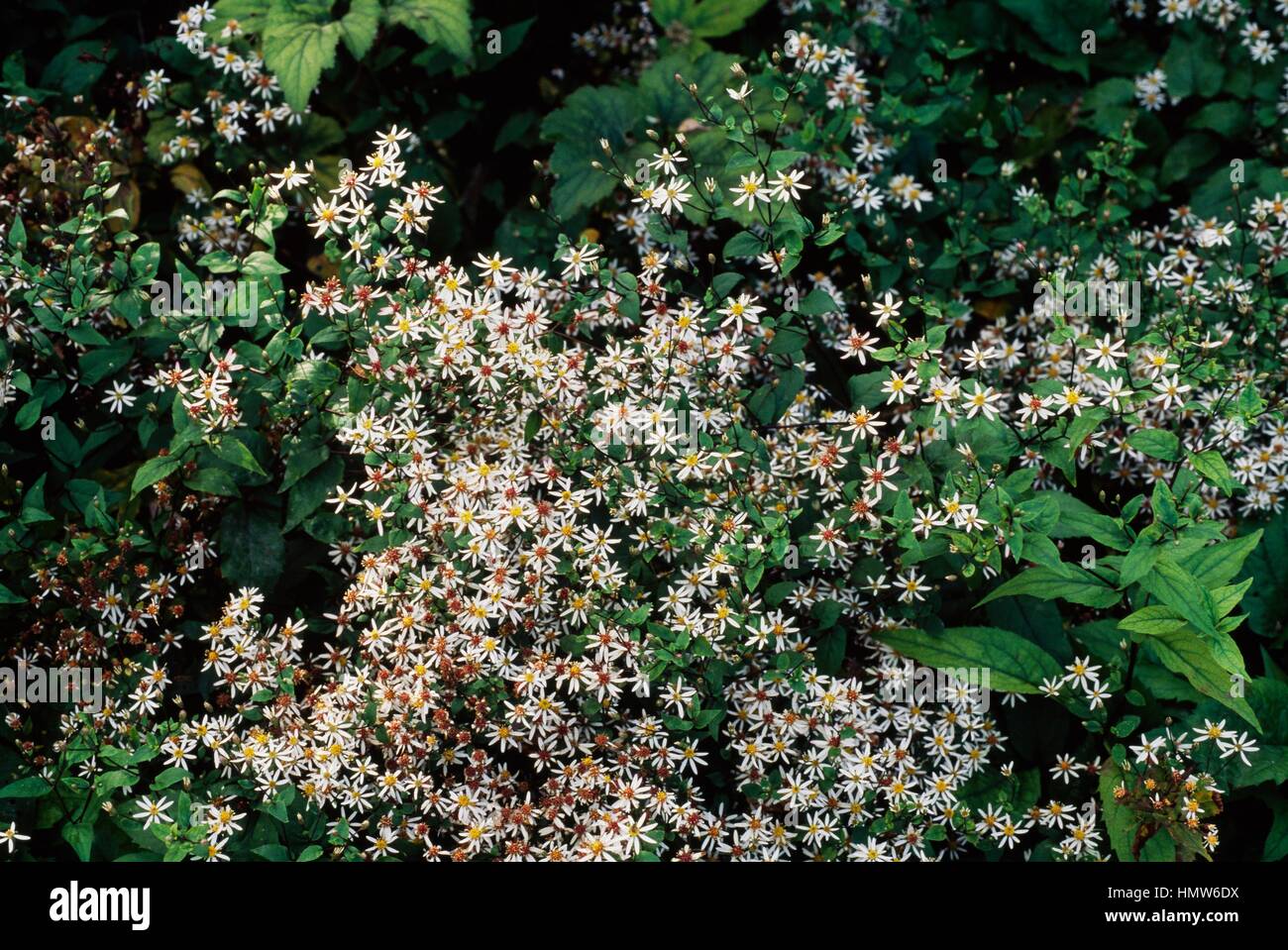 White wood Aster (Aster divaricatus or Eurybia divaricata), Asteraceae. Stock Photo