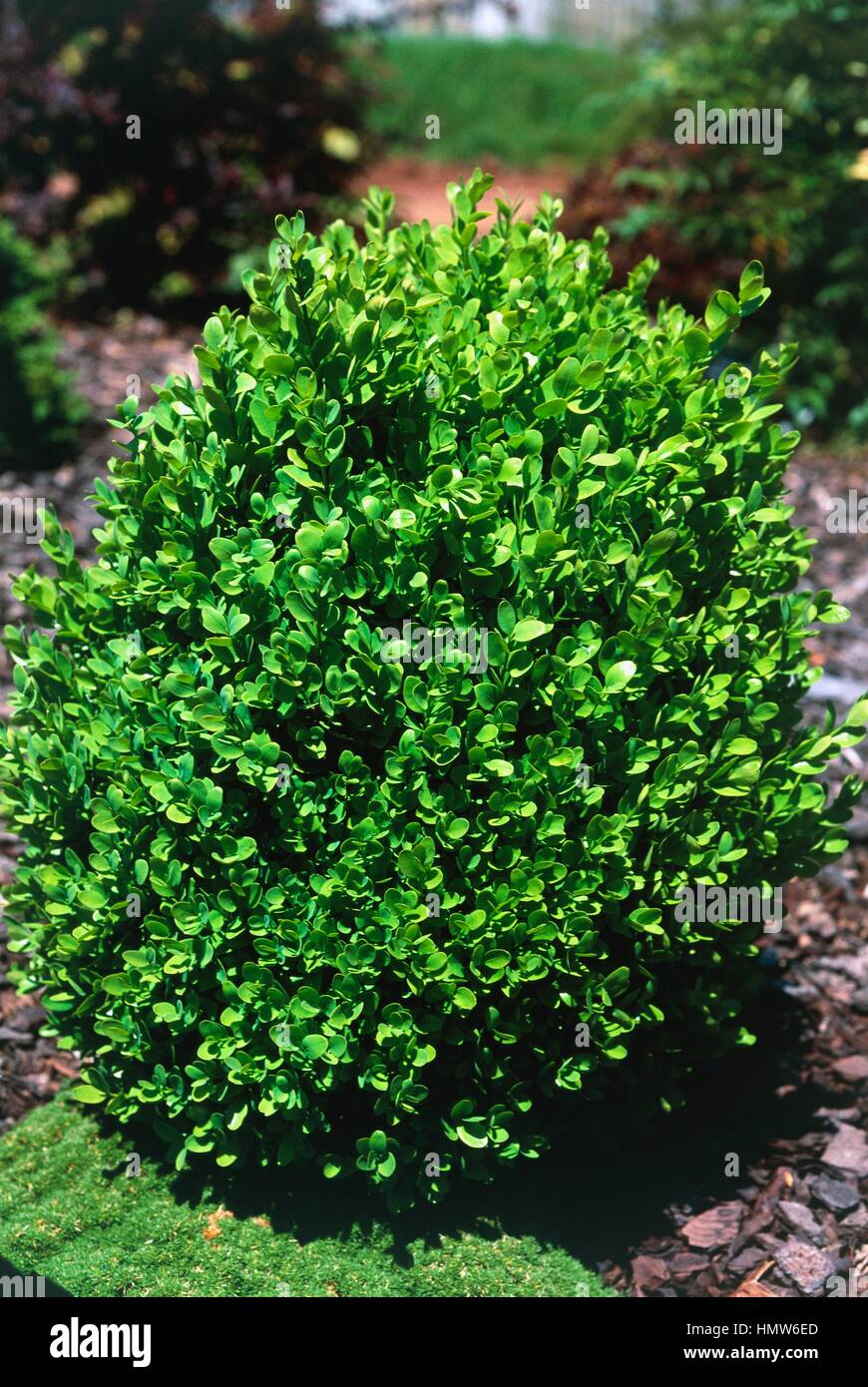 25 Semi Di Bosso Coreano (Buxus Microphylla Koreana) - Perfetti Per Bonsai - 2