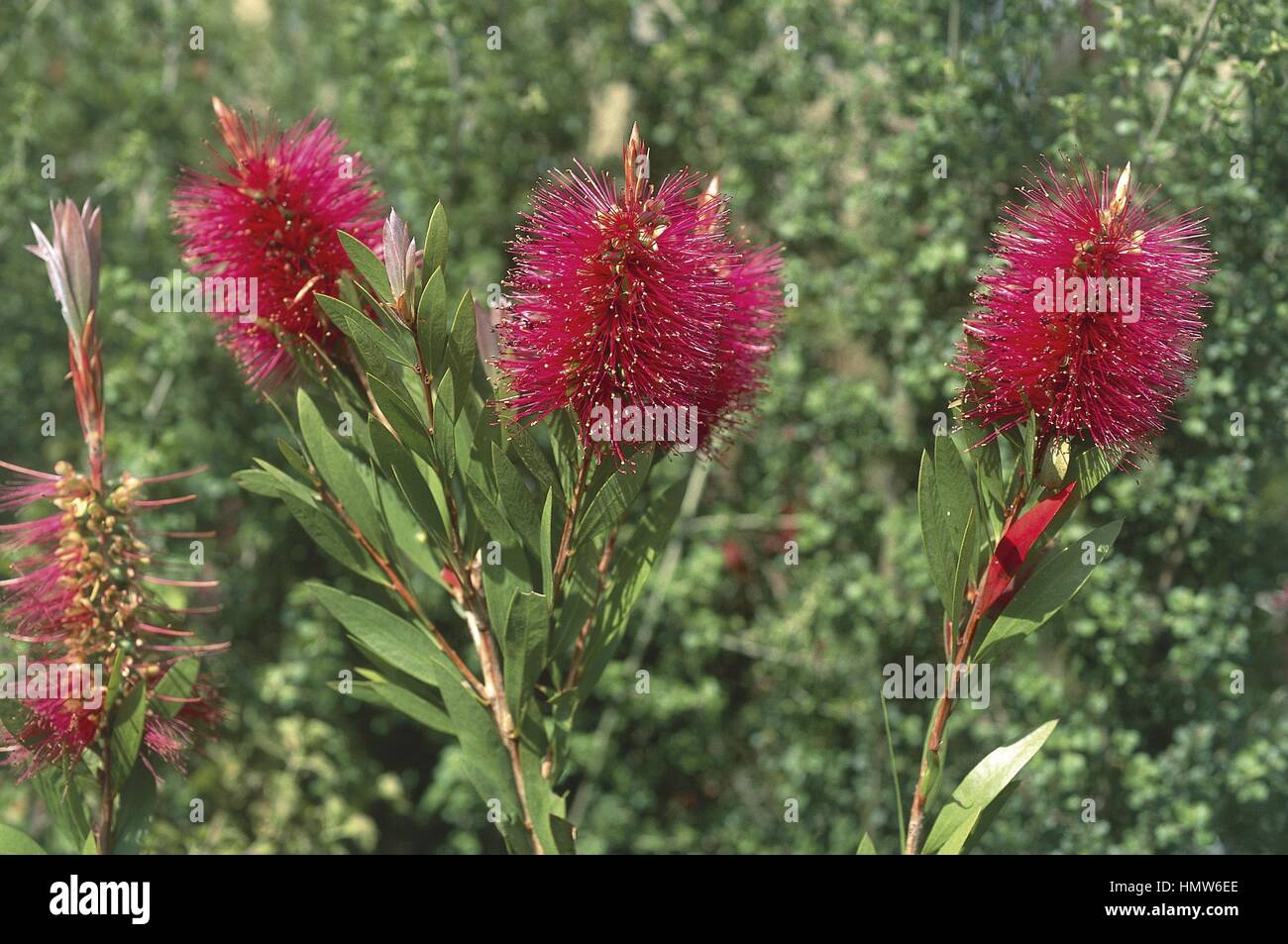 Crimson Bottlebrush (Callistemon citrinus) Stock Photo