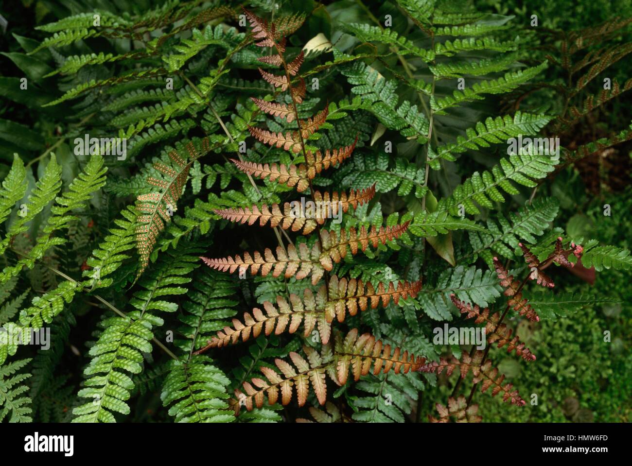 Autumn Fern or Japanese Wood Fern (Dryopteris erythrosora), Dryopteridaceae. Stock Photo