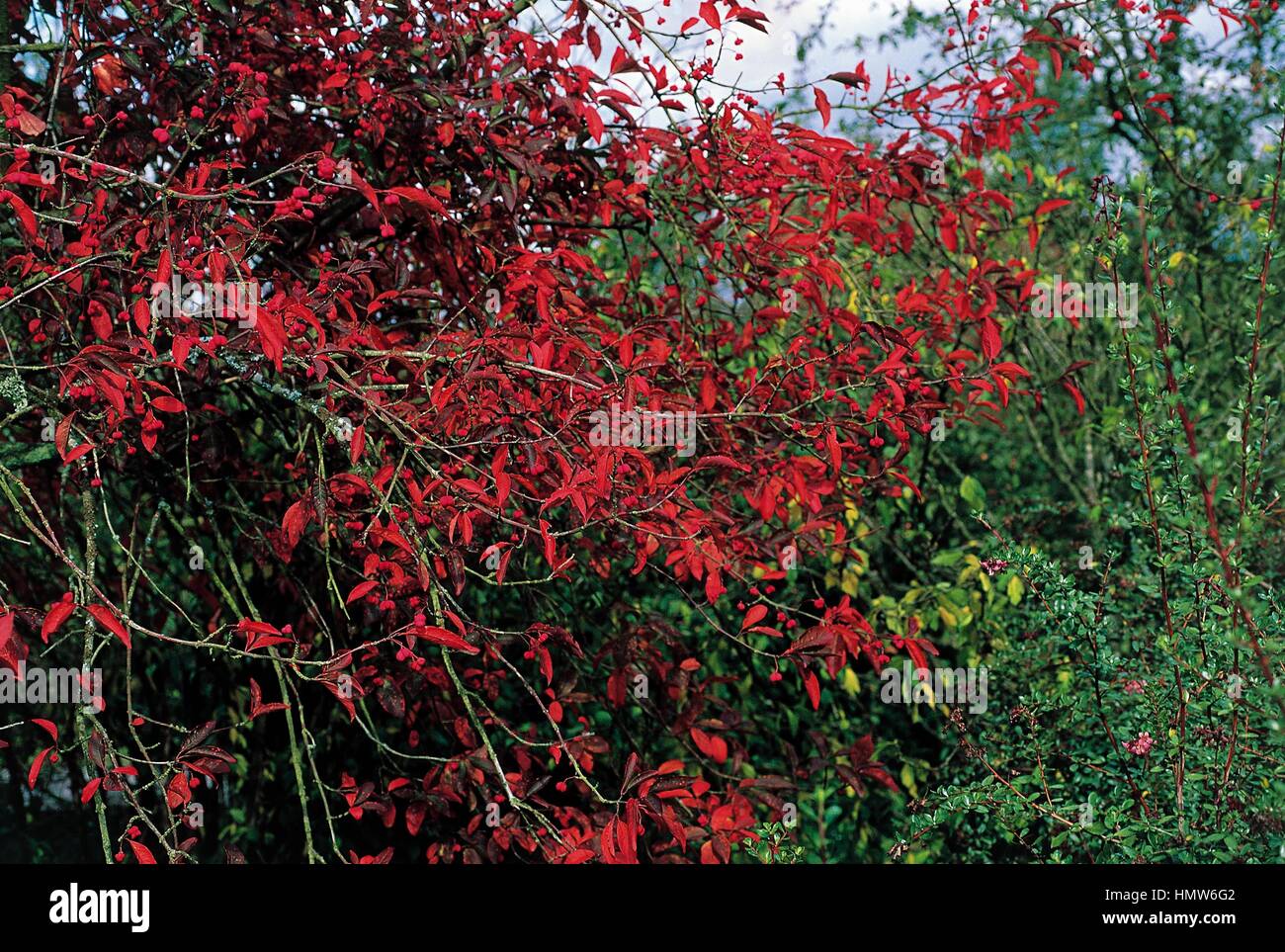 Spindle Red Cascade foliage (Euonymus europaeus red cascade), Celastraceae  Stock Photo - Alamy