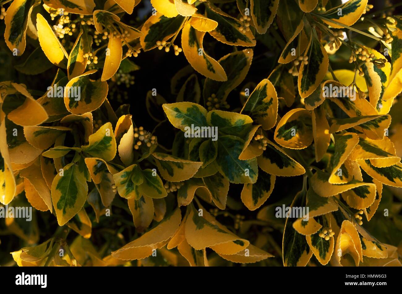 Spindle tree Ovatus Aureus leaves (Euonymus japonicus Ovatus Aureus), Celastraceae. Stock Photo