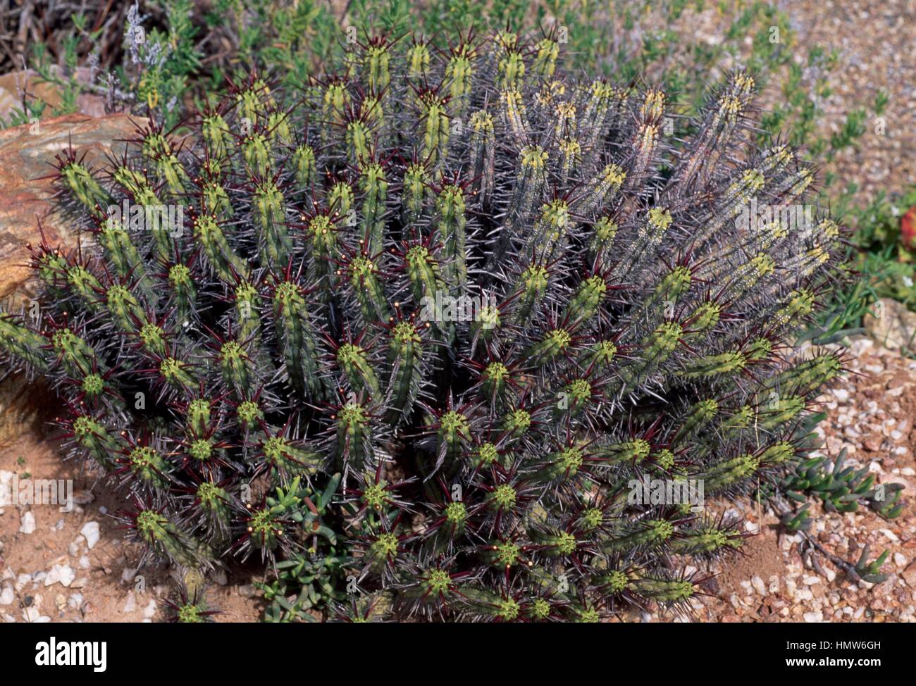 Pincushion euphorbia (Euphorbia enopla), Euphorbiaceae Stock Photo Alamy