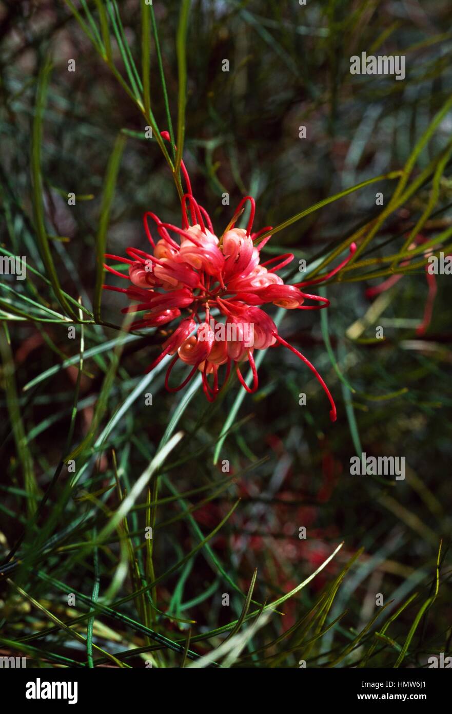 Spider Flower (Grevillea longistyla x Grevillea johnsonii), Proteaceae