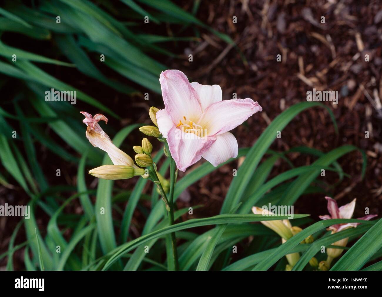 Day-lily (Hemerocallis Rose Tapestry), Hemerocallidaceae. Stock Photo