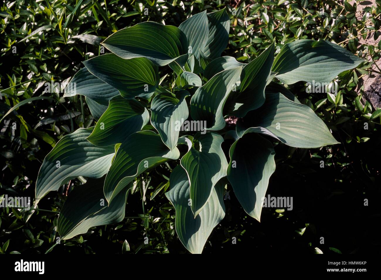 Krossa Regal plantain lily (Hosta Krossa Regal), Liliaceae. Stock Photo