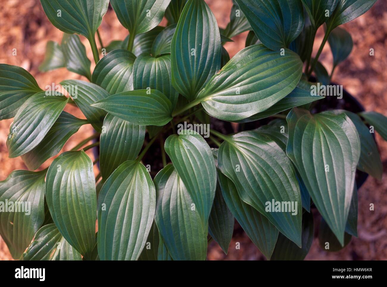 Narrow leaved plantain lily (Hosta lancifolia), Liliaceae. Stock Photo