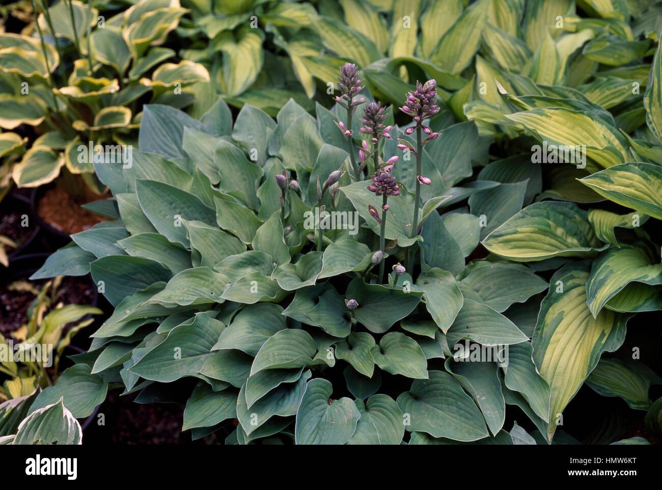 Pearl Lake plantain lily in bloom (Hosta Pearl Lake), Liliaceae. Stock Photo