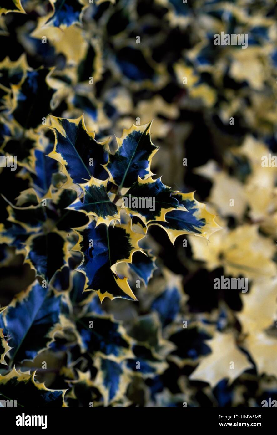 Common Holly (Ilex aquifolium Golden Queen), Aquifoliaceae. Stock Photo