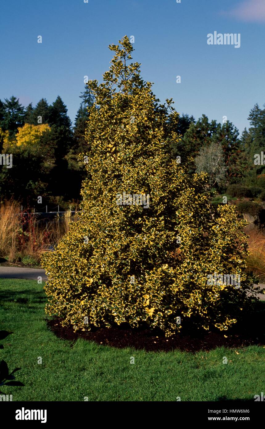 Common Holly (Ilex aquifolium Golden Queen), Aquifoliaceae. Stock Photo