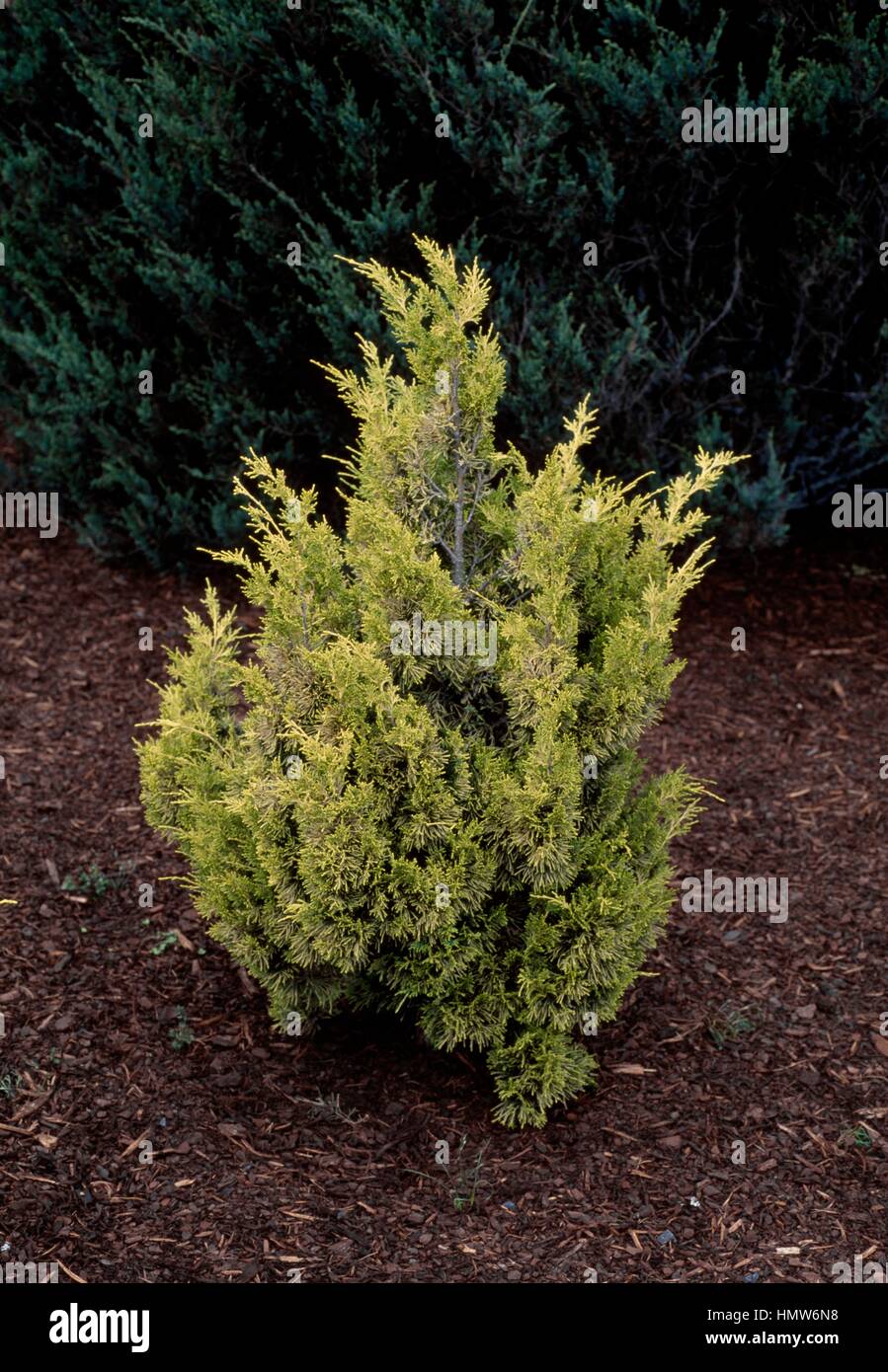 Aurea Chinese Juniper (Juniperus chinensis Aurea), Cupressaceae. Stock Photo