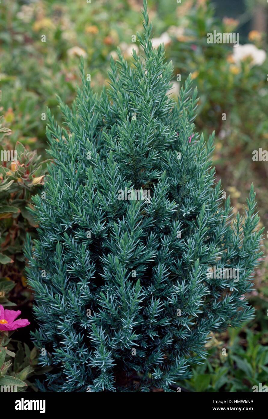 Pyramidalis Chinese Juniper (Juniperus chinensis Pyramidalis), Cupressaceae. Stock Photo
