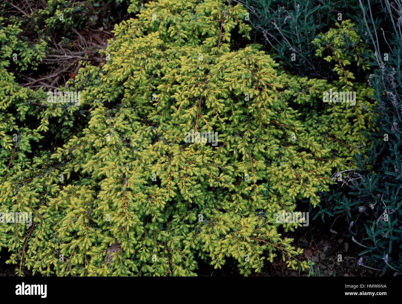 Golden Flat juniper (Juniperus communis Depressa Aurea), Cupressaceae. Detail. Stock Photo