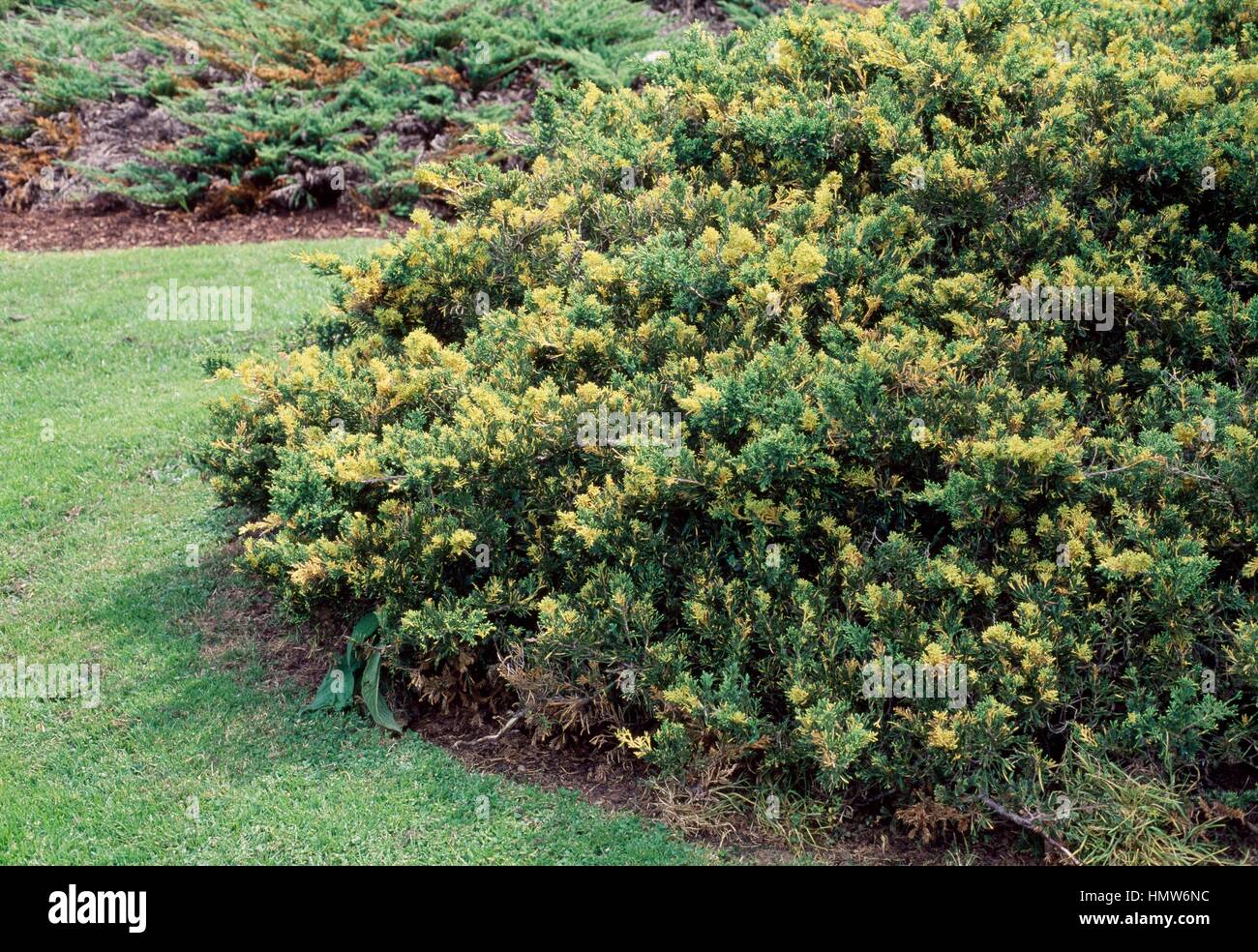 Juniper (Juniperus davurica Expansa Aureospicata), Cupressaceae. Stock Photo