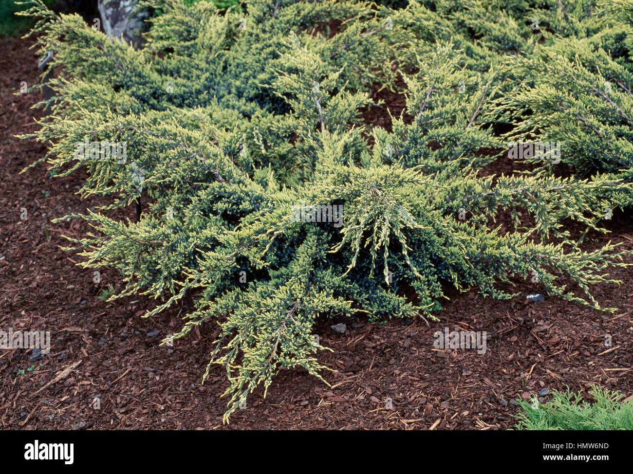 Juniper (Juniperus squamata Holger), Cupressaceae. Detail. Stock Photo