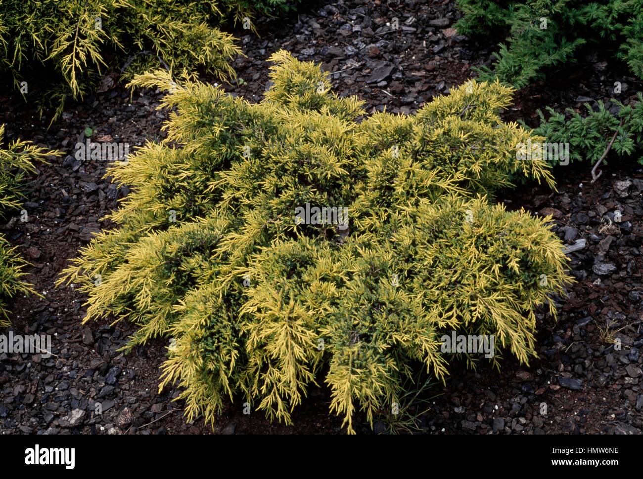 Juniper (Juniperus x media Dandelight), Cupressaceae. Stock Photo