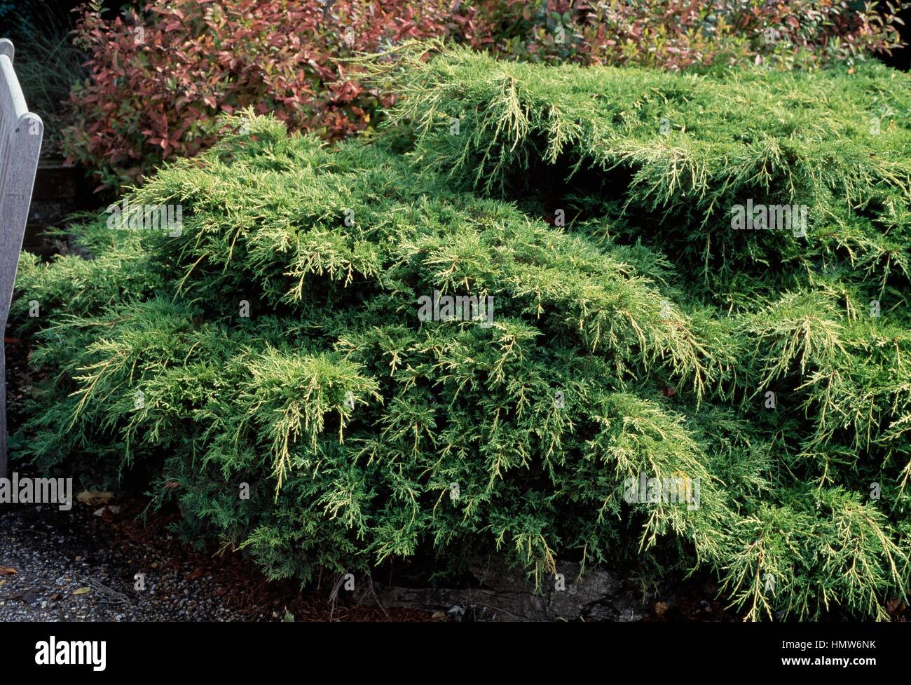 Juniper (Juniperus x media Gold Coast), Cupressaceae. Detail. Stock Photo