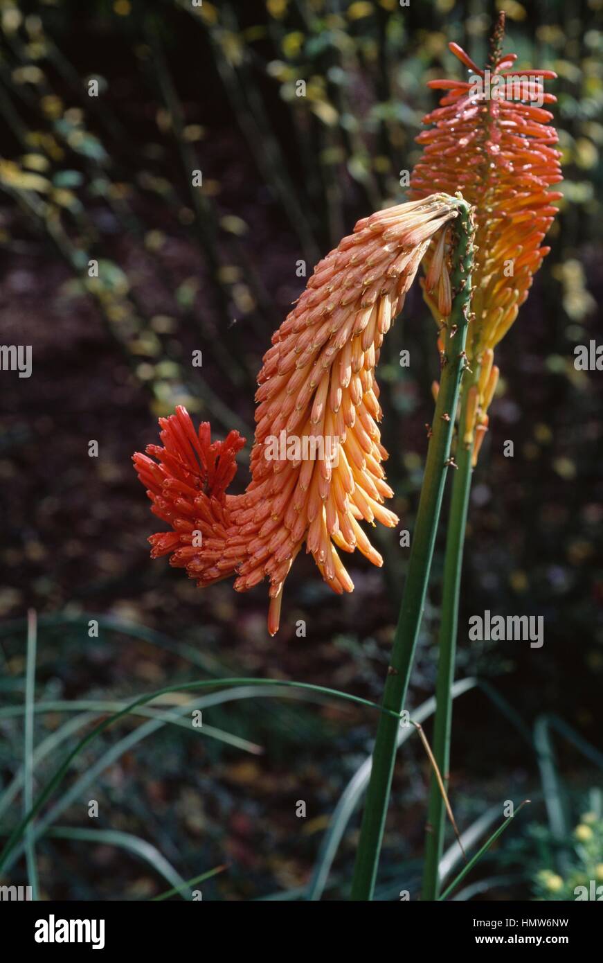 Torch Lily (Kniphofia Erecta), Xanthorrhoeaceae Stock Photo - Alamy
