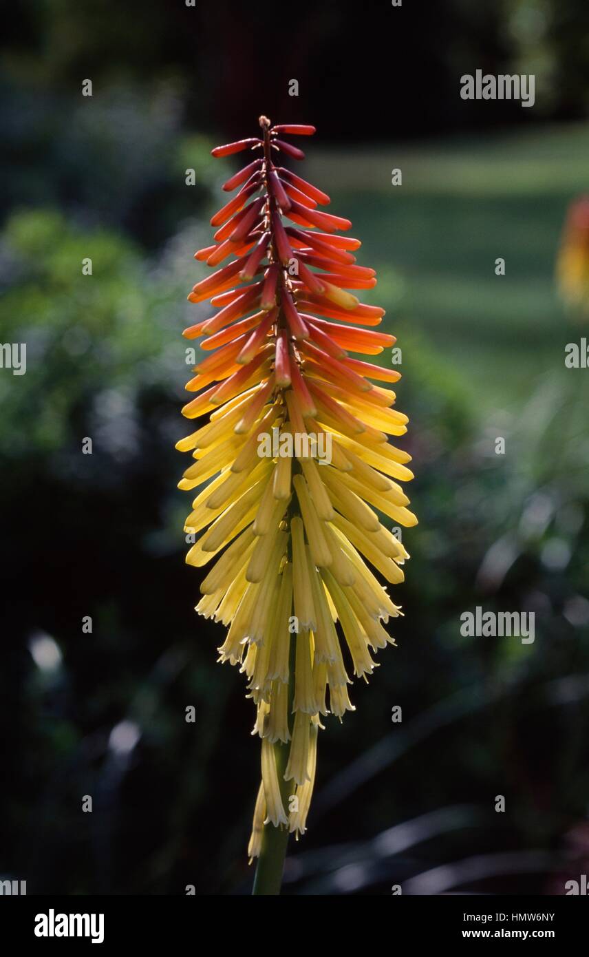 Royal Standard Red hot poker or Royal Standard Torch flower (Kniphofia Royal Standard), Xanthorrhoeaceae. Stock Photo
