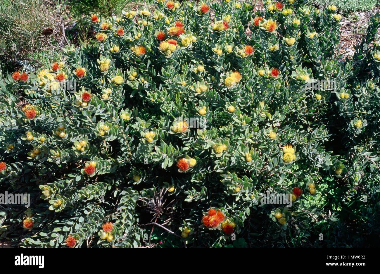 Overberg Pincushion (Leucospermum oleifolium), Proteaceae. Stock Photo