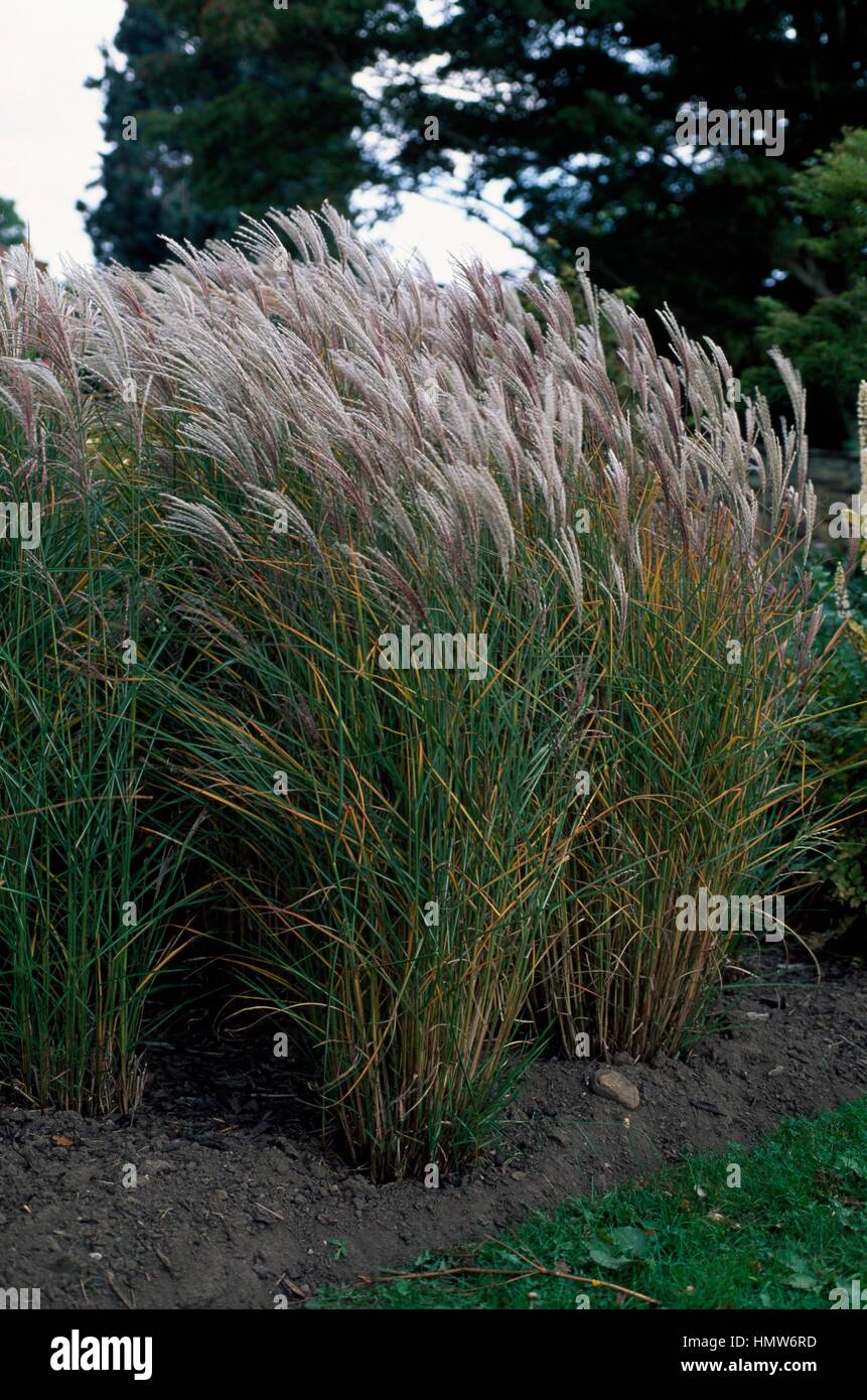 Little Fountain Maiden grass (Miscanthus sinensis Kleine Fontaene), Poaceae. Stock Photo