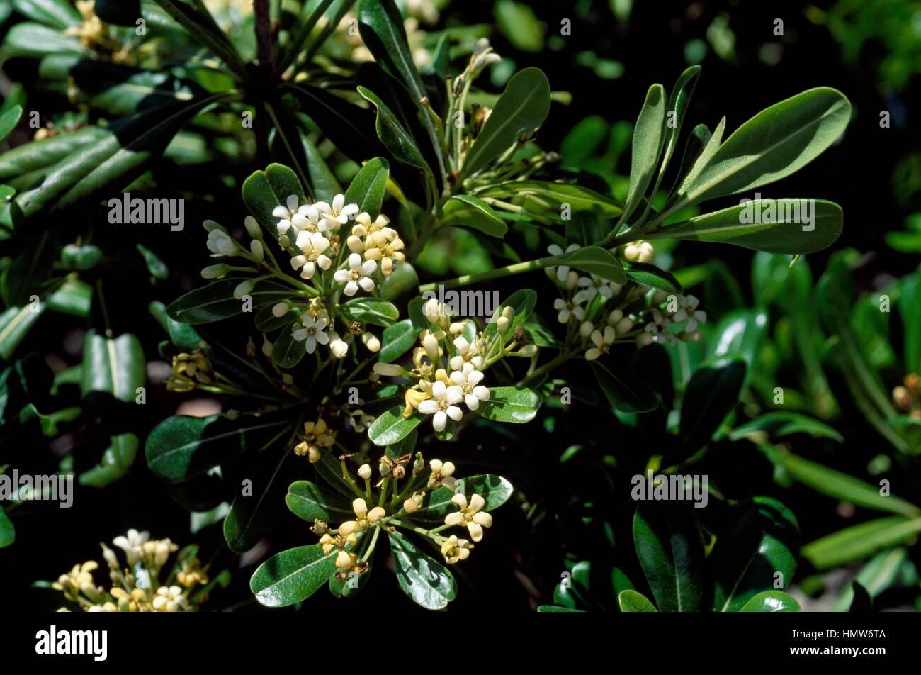 Pittosporum Tobira Stock Photos Pittosporum Tobira Stock Images