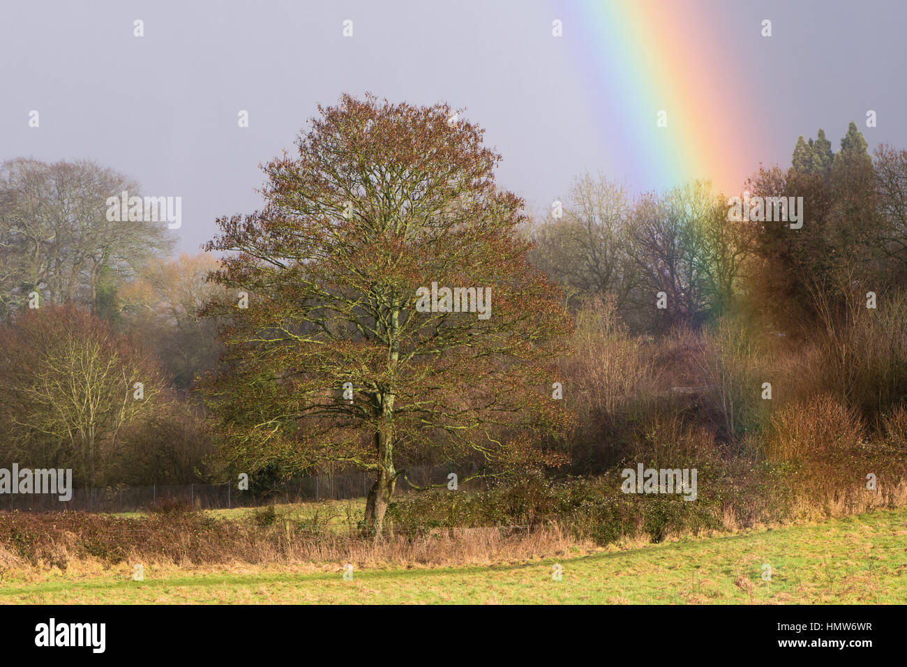 Sycamore (Acer pseudoplatanus) tree in winter with bright rainbow ...