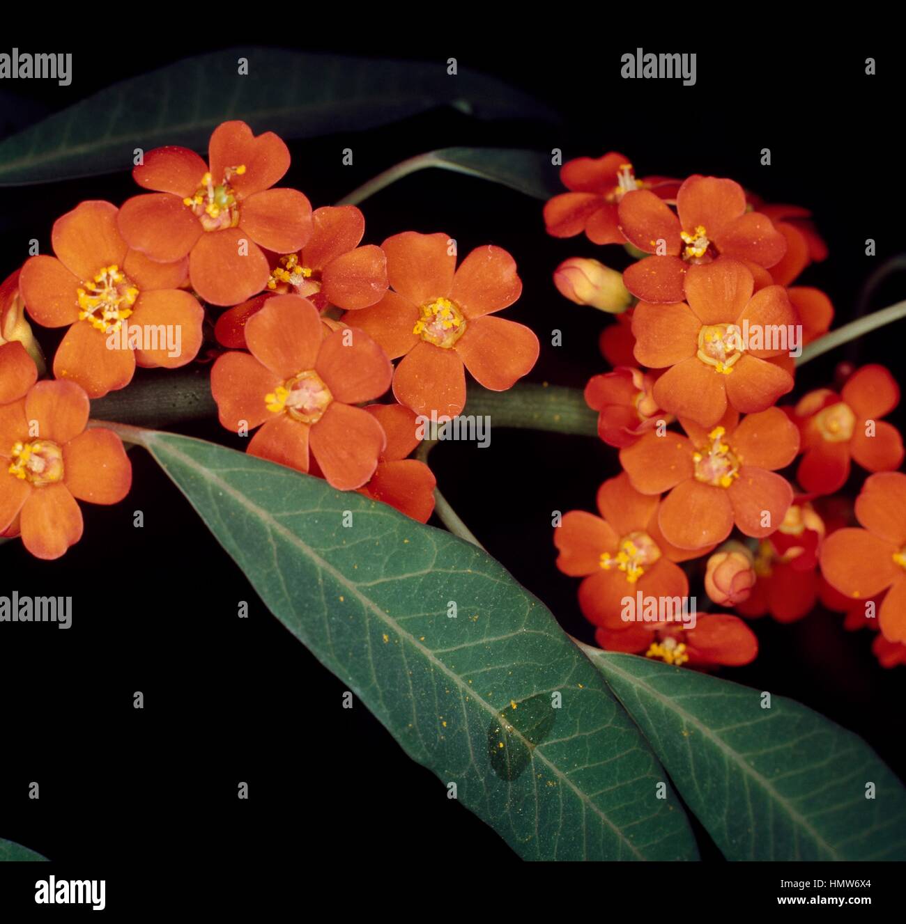 Scarlet plume (Euphorbia fulgens) flowers, Euphorbiaceae. Detail. Stock Photo