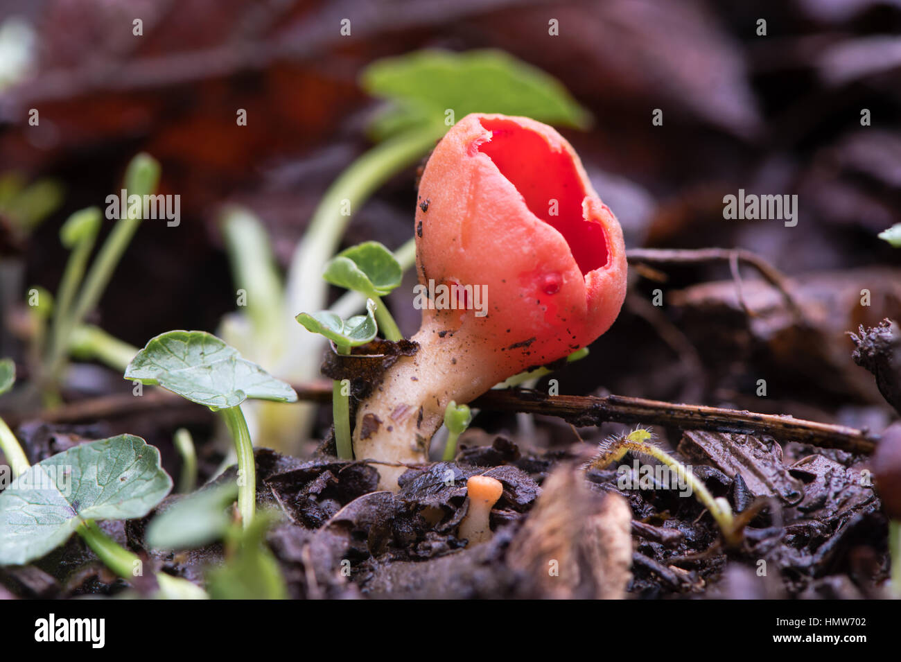 Scarlet elfcup fungus (Sarcoscypha austriaca). Red fungus in family Sarcoscyphaceae, with small immature fruiting body emerging through leaf litter Stock Photo
