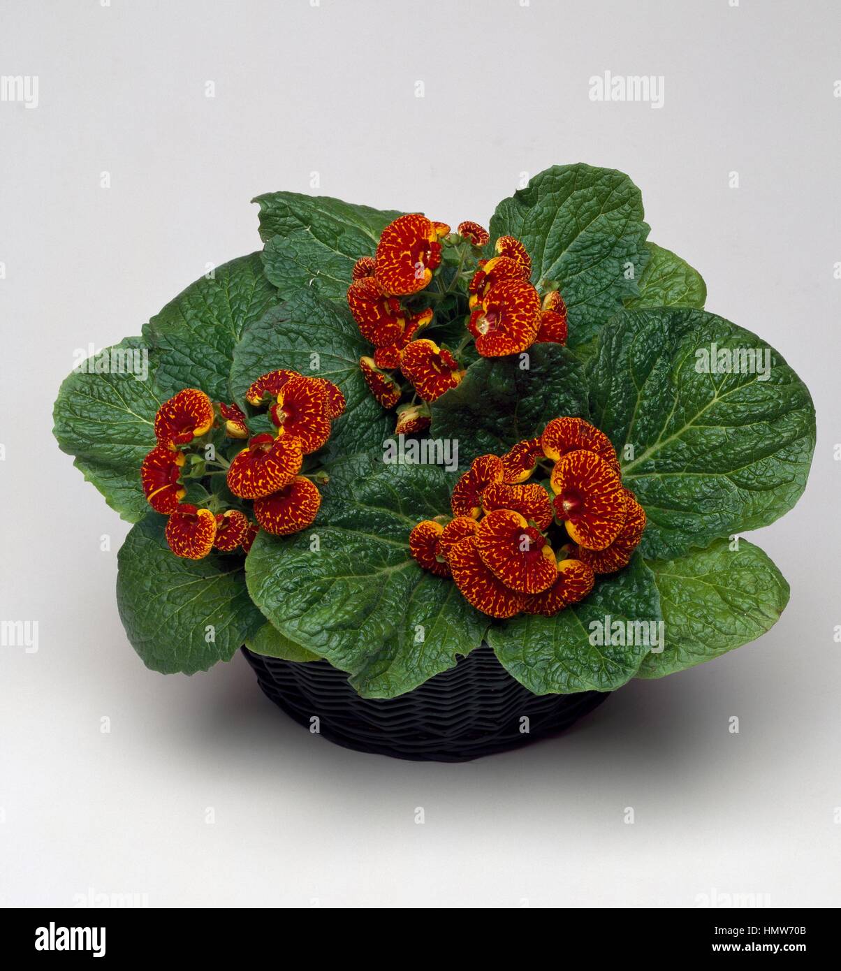 Lady's purse, slipper flower (Calceolaria sp), Scrophulariaceae. Stock Photo
