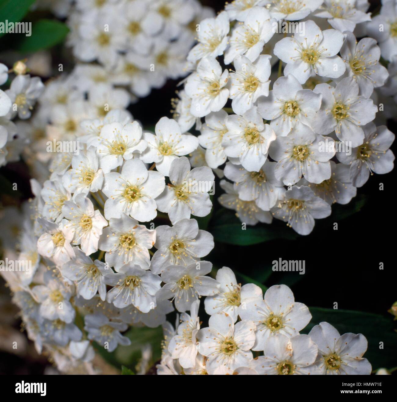 Reeves spiraea hi-res stock photography and images - Alamy