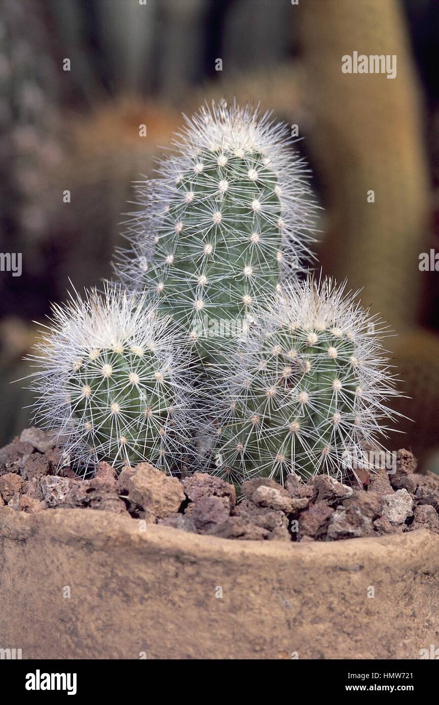 pflanze geigenfeige Geigenfeige | Ficus Lyrata Online kaufen! main image 0