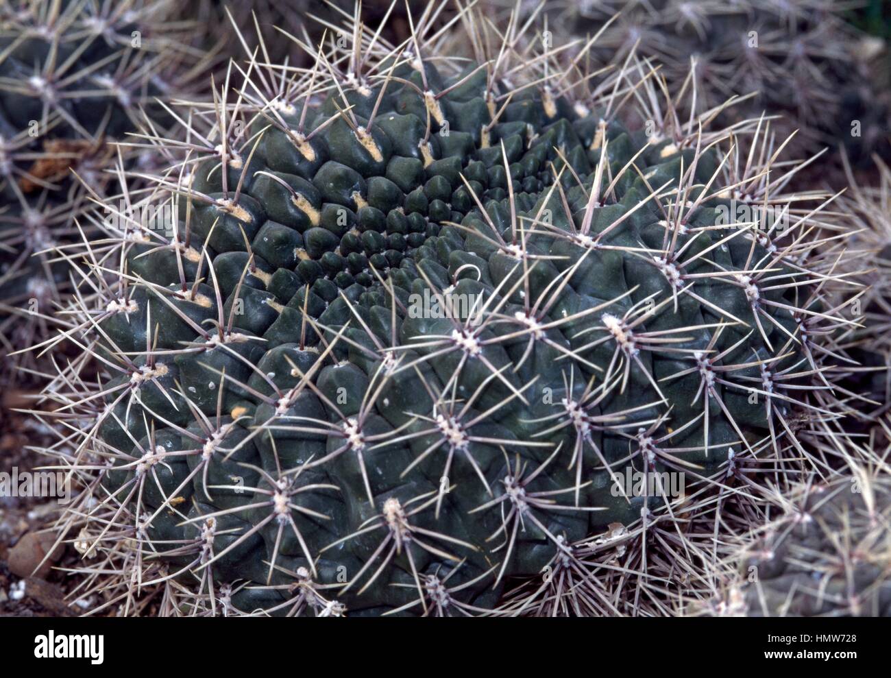 Rose pincushion cactus (Mammillaria zeilmanniana), Cactaceae Stock