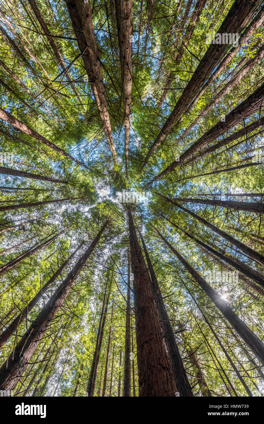 Redwood forest, coast redwood (Sequoia sempervirens), Whakarewarewa Forest, Rotorua, North Island, New Zealand Stock Photo
