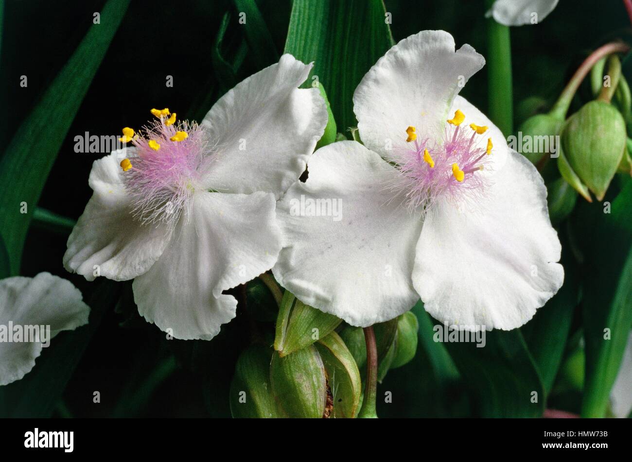 Spiderwort (Tradescantia sp), Commelinaceae. Stock Photo